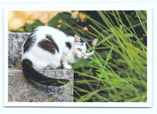 1 AK Katze 49° - NEU !!! #