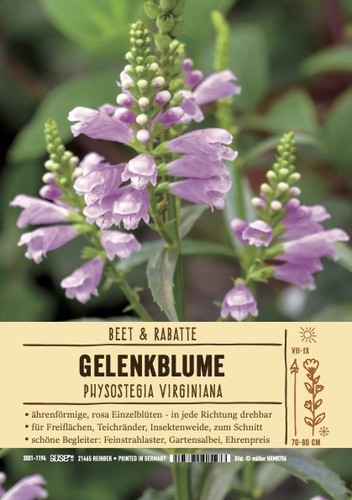 Physostegia virginiana bouquet - physostegia,