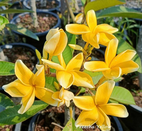 Frangipani plumeria preecha - plumeria,