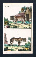 1800 - Leopard Panther