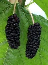 Schwarze Kultur-Maulbeere