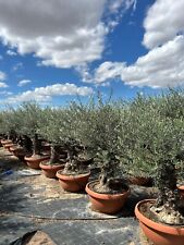 Sunny Tree - Olivenbaum - Olea