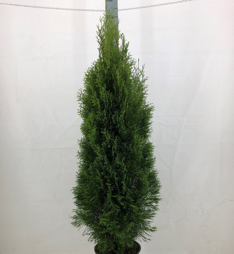 1st thuja smaragd 180 200cm - thuja, 180-200cm
