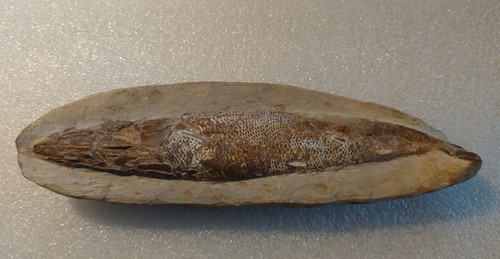 Fossil fischfossil - fossil,