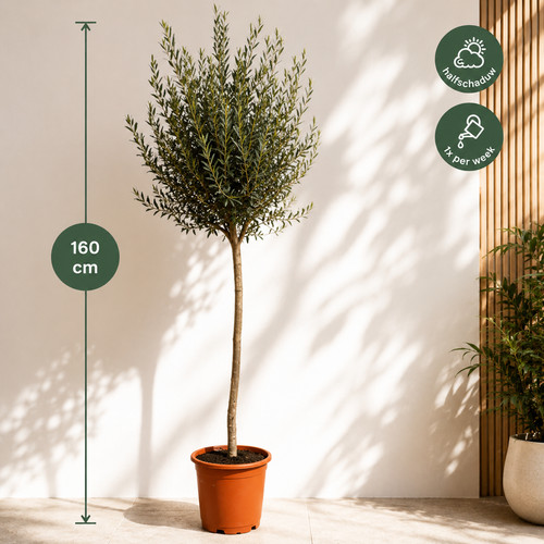 Olivenbaum xxl 150 170cm - olivenbaum, 🫒