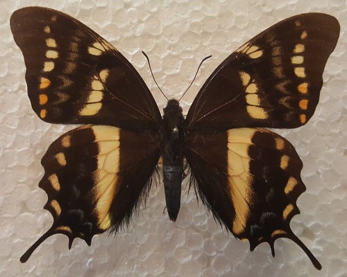 Papilio cacius nesrinae male - nesrinae,