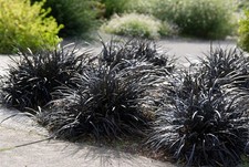 1 x Ophiopogon planiscapus