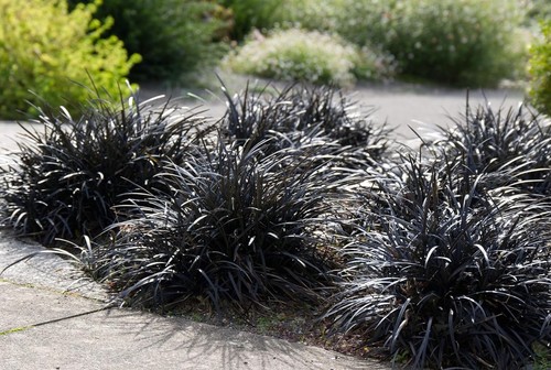 Ophiopogon planiscapus - 5,