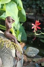 Kantenhocker Meerjungfrau "