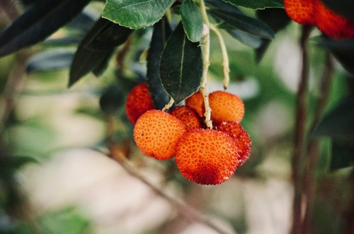 Erdbeerbaum arbutus unedo - arbutus,