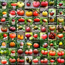 Tomatensamen unterschiedlicher  45  Sorten (varianten)  je Sorte 12-18 Korn