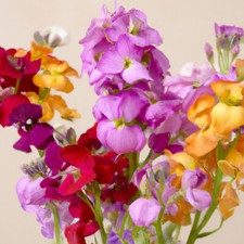 250 Samen Duft-Levkoje