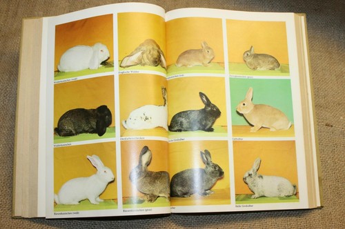 Fachbuch kaninchenzucht - fachbuch,
