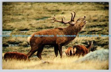 R743578 Rothirsch Hirsch