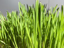 +5000 Samen Ostergras Deko Katzengras Ostern Gras Dekoration & Kleintierfutter