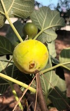 2 x "Dottato" Feigenbaum