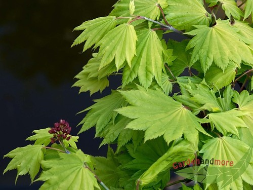Shirosawa goldahorn acer - shirosawa,
