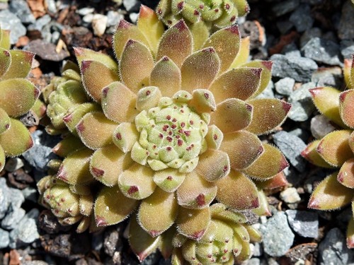 Sempervivum pyjamababy - sempervivum, "pyjamababy"