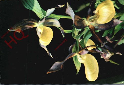 Ansichtskarte blume - -,