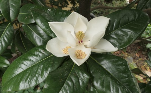 Magnolia grandiflora - ,