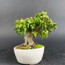 Bonsai dreispitzahorn acer - bonsai,