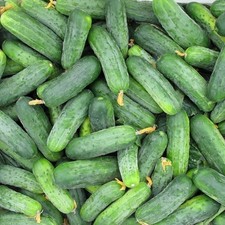 Gurkensamen Hector F1 Gemüse