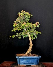 Bonsai dreispitz ahorn acer - bonsai,