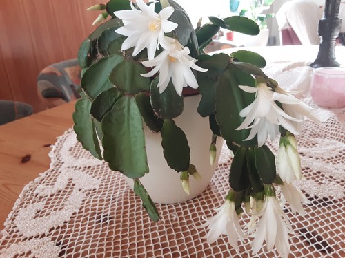 schöner