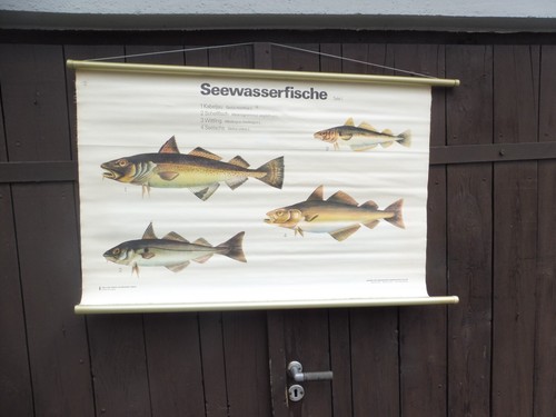 Alte rollkarte schulwandtafel - alte,