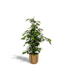 Ficus benjamina Danielle –