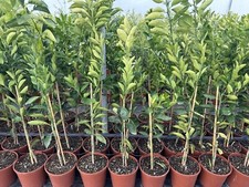 Orangenbaum oder - x,