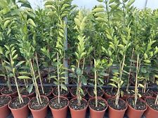 1 x Orangenbaum oder Mandarinenbaum oder Zitronenbaum Gesamthöhe ca. 130-150 cm