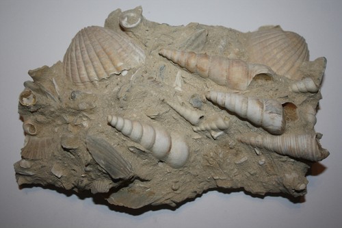 Turritella schaustufe - turritella,