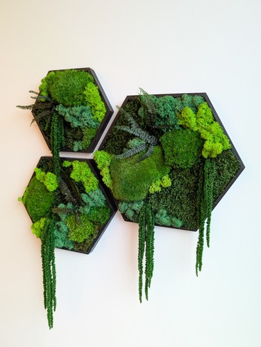 Moosbild hexagon wanddeko - moosbild,
