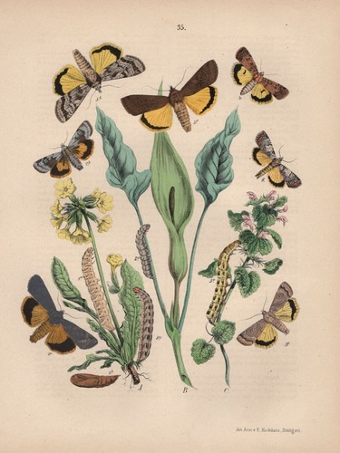 Kohleule mamestra brassicae - kohleule,