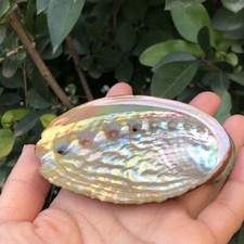 2PCS Abalone Muschel