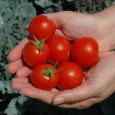 Campari tomato seeds - tomato, (30)
