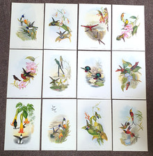 12x John Gould Tropical Hummingbirds Illustrated Litho Prints Ariel Press 1997