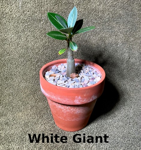 Adenium obesum wüstenrose - obesum,,