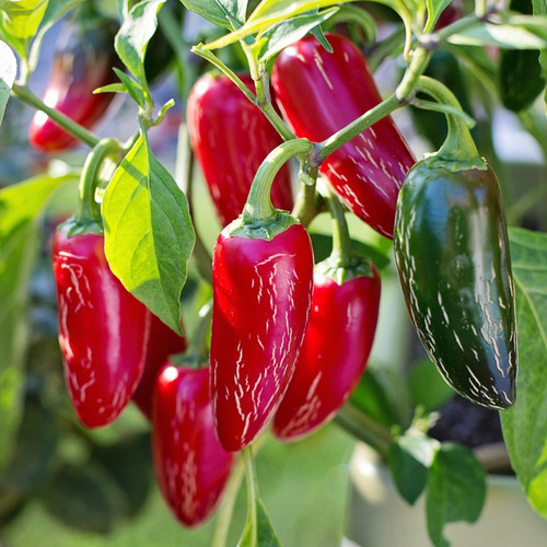 100 samen pepperoni - 🌶️,