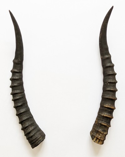 Blessbockhörner echte - 33, cm