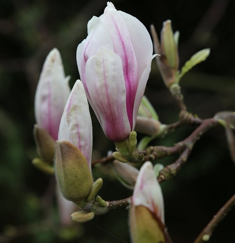 Tulpen magnolie 100cm - magnolie,