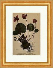Erdscheibe cyclamen europaeum - erdscheibe,