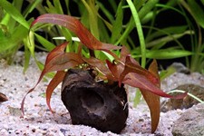 Roter Tigerlotus Nymphaea