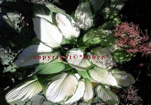 Hosta janet mittelgr - hosta, *janet“