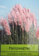 Cortaderia selloana - Riesen-Pampasgras - rosa Blüte   40-50cm Pflanzen