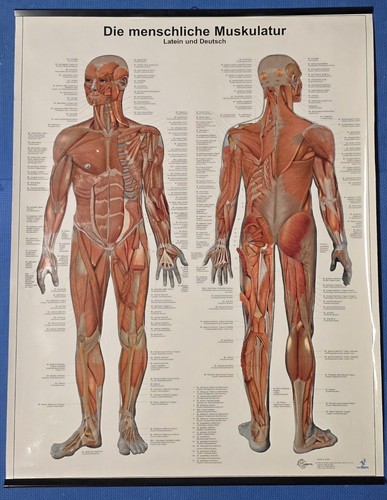 Anatomie lerntafel muskulatur - lerntafel,