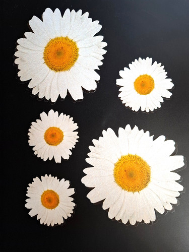 Aufkleber gänseblümchen - aufkleber,
