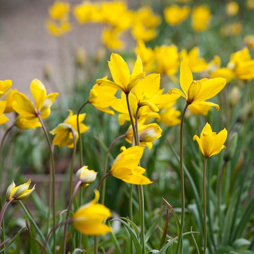 Weinbergtulpe tulipa - weinbergtulpe,