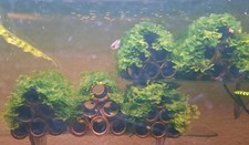 Aquariumpflanze  Süßwassertang  Lomariopsis lineata Bambuspyramide Garnelen 